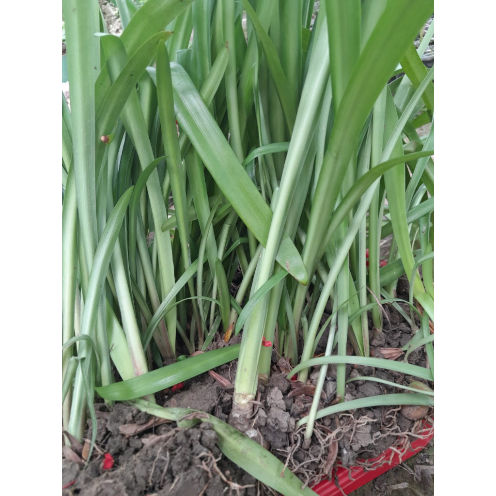 Cây giống Hoa Huệ Cam, shop giao cây như ảnh chụp