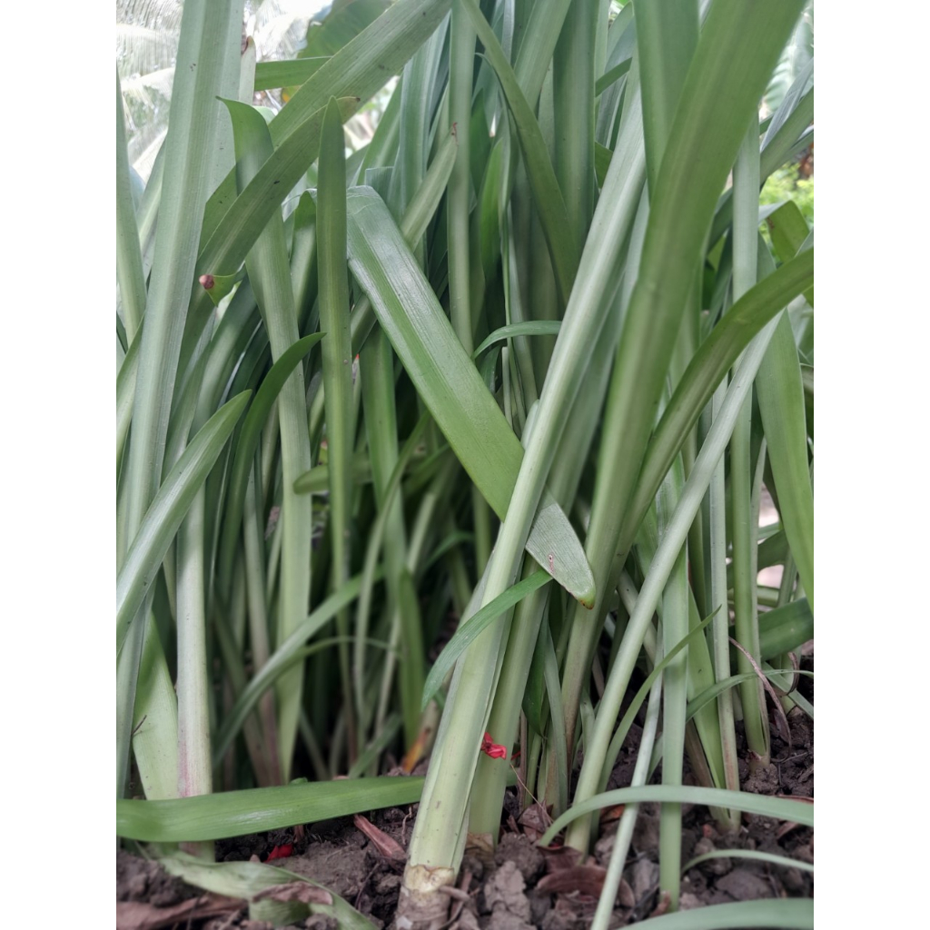 Cây giống Hoa Huệ Cam, shop giao cây như ảnh chụp