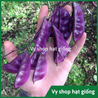 Hạt giống đậu ván tím - Hyancinth bean gói 10 hạt