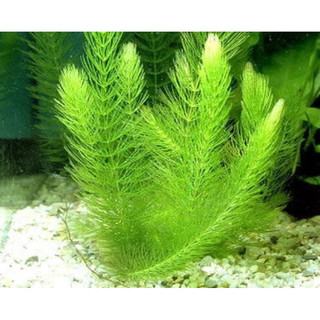 Cây thủy sinh chồn xanh-20k/12ngọn