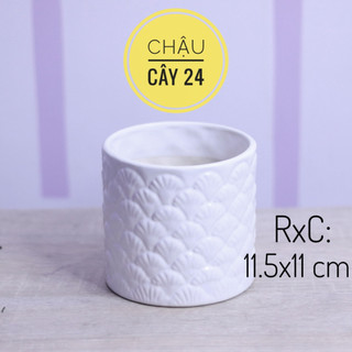 Chậu sứ trồng cây cảnh để bàn, cây nội thất, tiểu cảnh bonsai mẫu trụ lá tùng