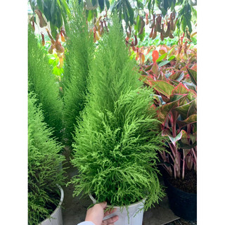 Chậu cây tùng thơm 70-90cm, tùng hương, tùng chanh, tùng noel dùng decor quán cà phê, trang trí nhà cửa