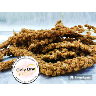 Kê chùm, kê sợi 100gr cho hamster, sóc, vẹt, yến phụng, chim cảnh