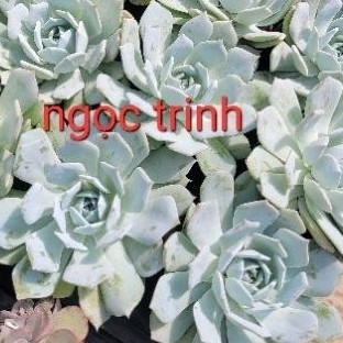 Sen đá ngọc trinh size bầu vườn sen Đăk Lăk. Cây cảnh trang trí nhà cửa