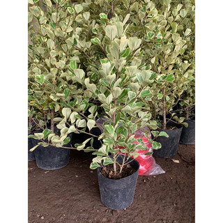 Cây đa tam phúc 50cm hay còn gọi cây cẩm thạch với lá hình tam giác