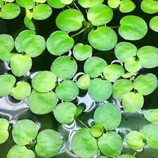 10 cây bèo nhật lọc nước trang trí hồ cá, hòn non bộ