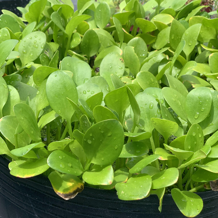 10 cây bèo nhật lọc nước trang trí hồ cá, hòn non bộ