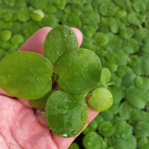 10 cây bèo nhật lọc nước trang trí hồ cá, hòn non bộ