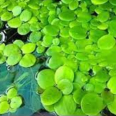 10 cây bèo nhật lọc nước trang trí hồ cá, hòn non bộ