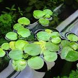 10 cây bèo nhật lọc nước trang trí hồ cá, hòn non bộ