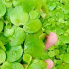 10 cây bèo nhật lọc nước trang trí hồ cá, hòn non bộ