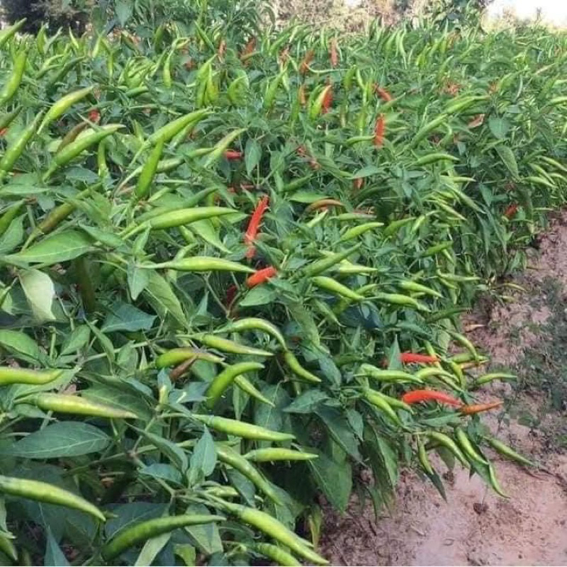 Hạt giống ớt chỉ thiên F1 siêu cay 50 hạt