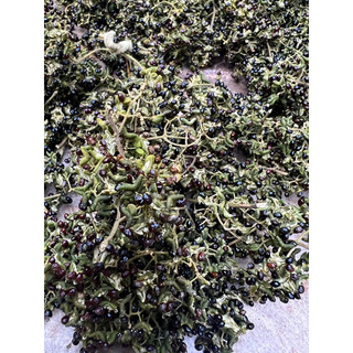 Hạt giống cây ba chạc rừng gói 20 hạt