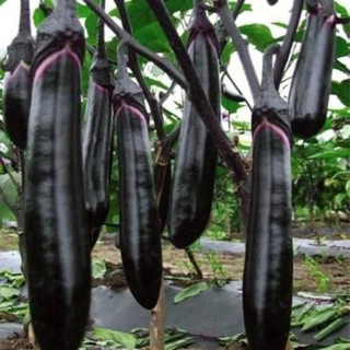 30Hạt giống cà tím dài đen