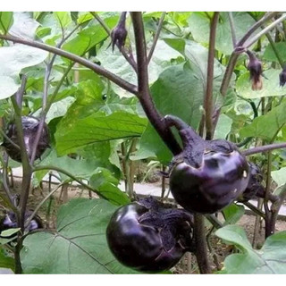 Gói 30 hạt giống cà tím đen tròn