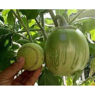 50 Hạt giống cà bát xanh da ếch