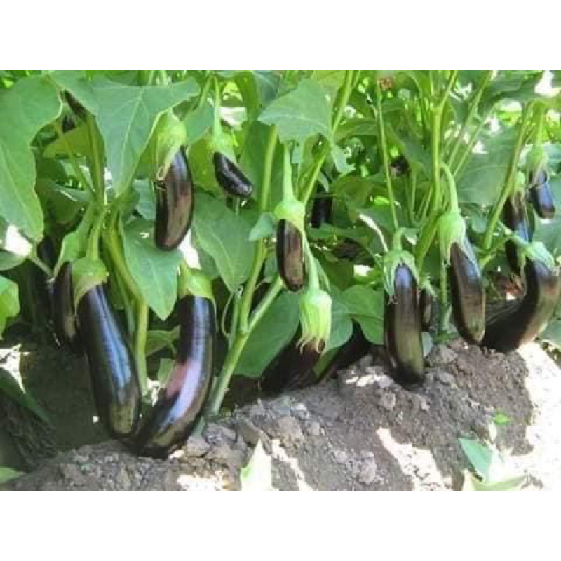 30Hạt giống cà tím dài đen
