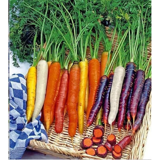 Hạt giống cà rốt cầu vồng ( cà rốt mix) 5 gram