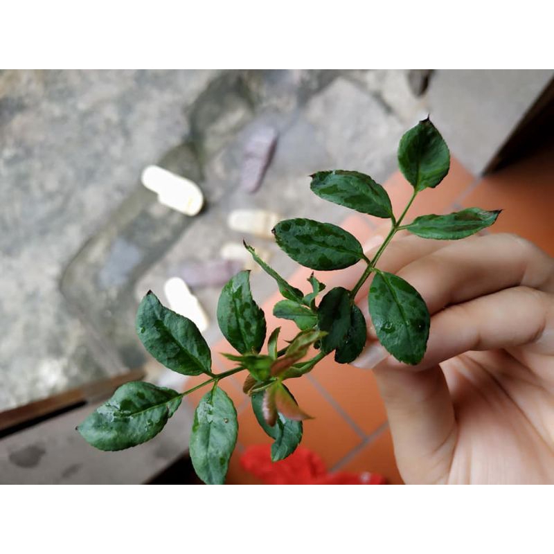 Thuốc trừ sâu Secure 10EC 40ml và 100ml