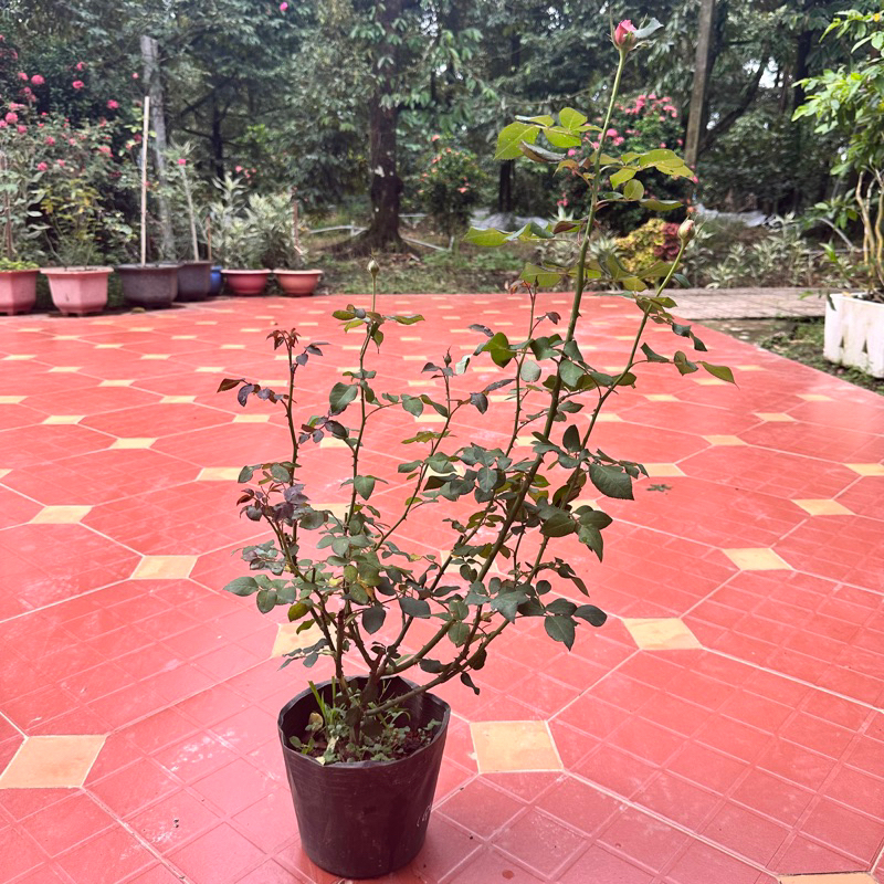 Hoa hồng leo ngoại Kordes’ Jubilee rose