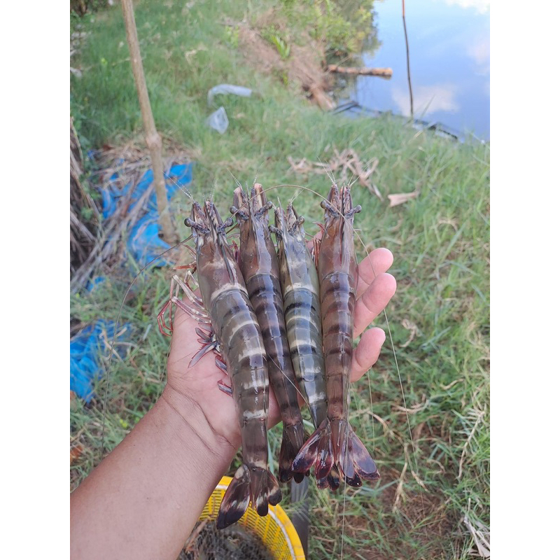 VI SINH HẠT NB50 gói 2kg - Dùng gây mồi thức ăn tự nhiên, gây màu, tôm cá cua ốc