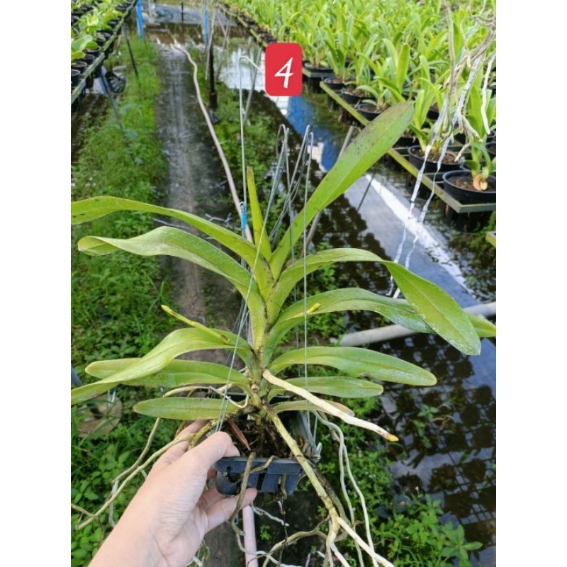 Hoa Lan Koki hoa thơm đang nụ