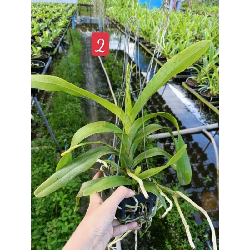 Hoa Lan Koki hoa thơm đang nụ