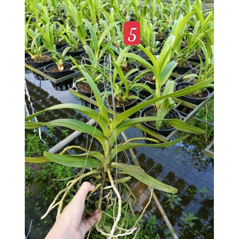 Hoa Lan Koki hoa thơm đang nụ