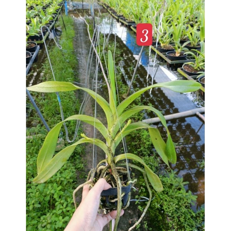 Hoa Lan Koki hoa thơm đang nụ