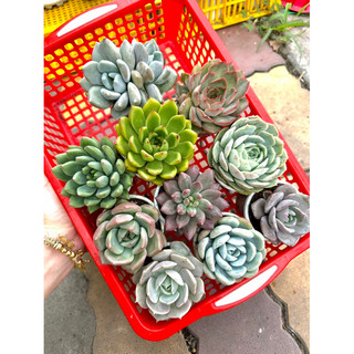 Combo 10 sen đá bầu ngẫu nhiên khác loại thuần khí hậu nóng, cây già, form đẹp size 6-7cm
