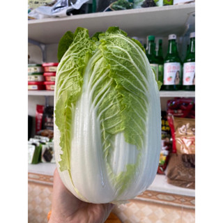 500gr Cải Thảo thả lẩu,xào đều ngon ( Hoả Tốc Hà Nội )