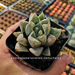 Haworthia Venusta 5-6cm