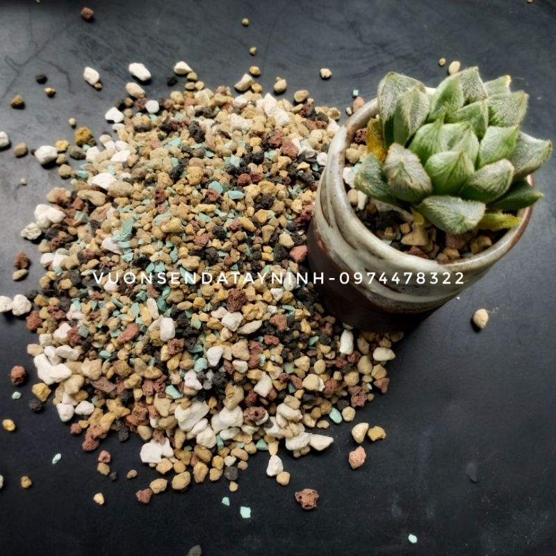 Haworthia Venusta 5-6cm