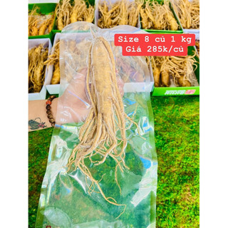 Nhân sâm tươi hàn quốc size 8 củ 1 kg, hút chân không từng củ - sâm tươi bán lẻ củ