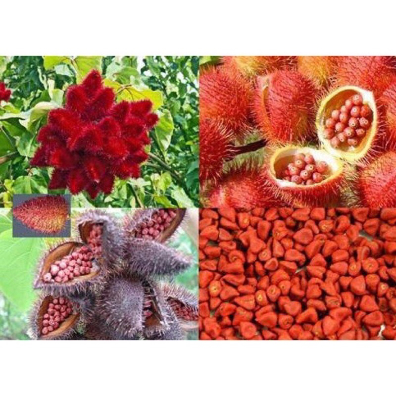 1kg Hạt Điều Màu-Hạt Cà Ri-Tạo Màu Tự Nhiên-Bigmon