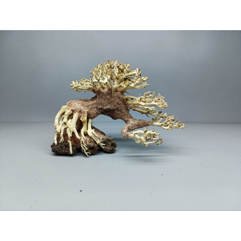 Cây gỗ lũa Bonsai cho hồ thủy sinh kích thước nhỏ