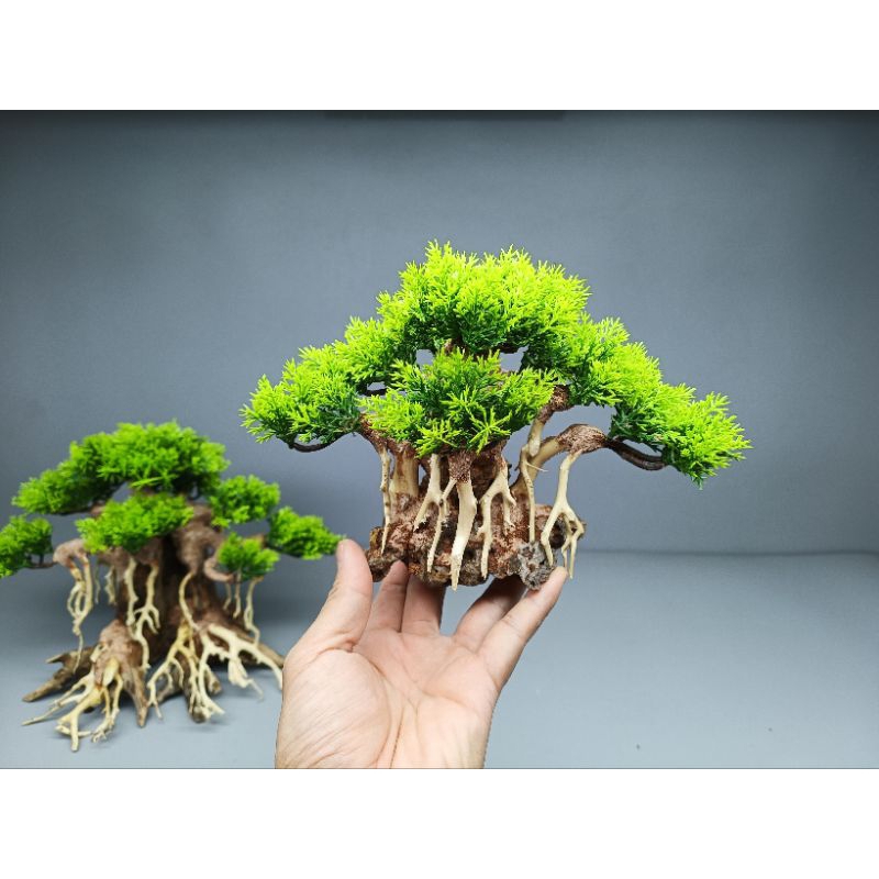 Cây gỗ lũa Bonsai tán Tùng cho hồ nhỏ ]