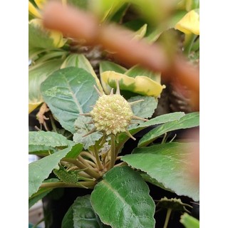 Hạt giống, cây củ mặt trời lá tròn. dorstenia foetida. sen đá xương rồng dứa