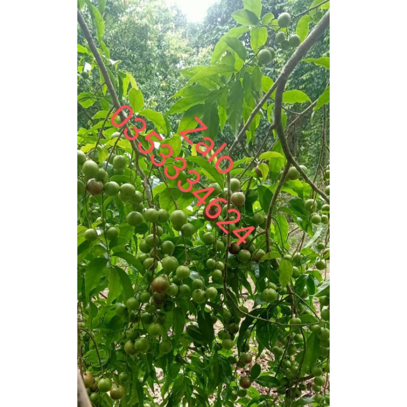 Cây hồng quân ta loại chiết nhánh cây không có gai cây cao từ 60cm giá 1900k 1 cây