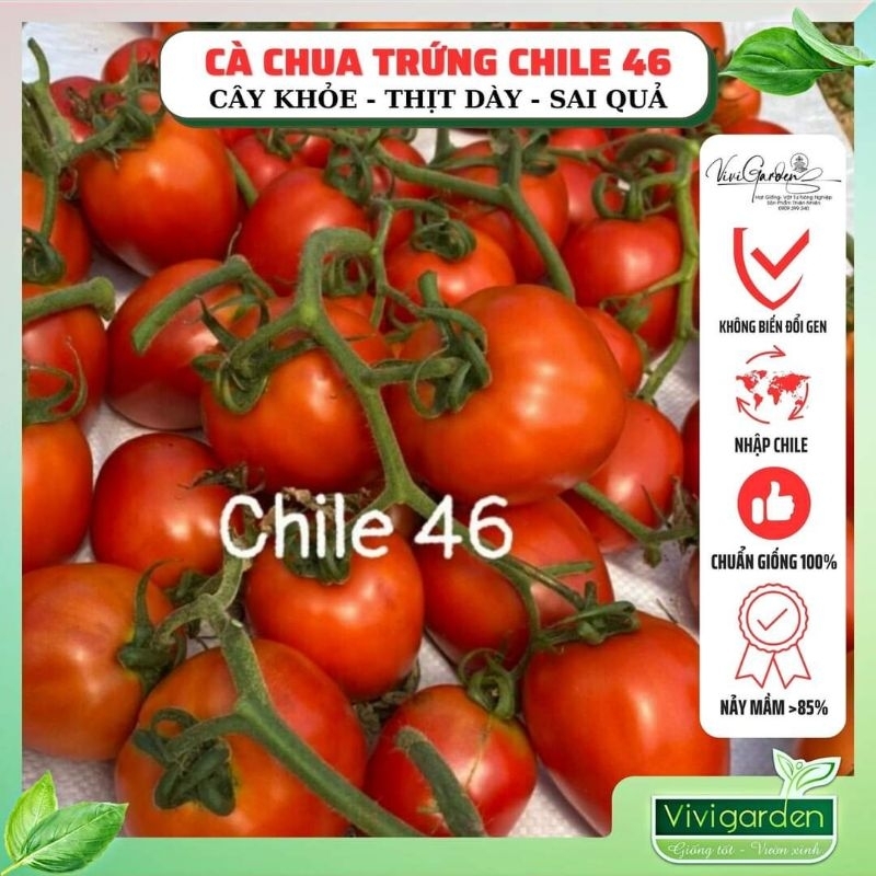 Gói 10 hạt giống cà chua F1 Chile 46, cà trứng vô hạn, sau quả, to ngon, chịu mưa tốt