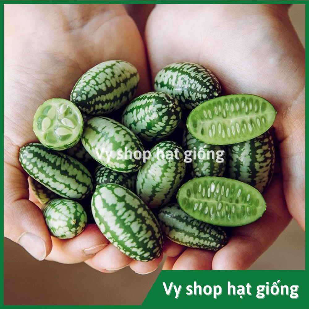Hạt giống dưa hấu mini - dưa hấu tí hon (dưa hấu nhỏ Mexico) gói 60 hạt