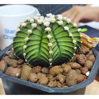 Chậu Xương rồng Gymno LB lai vân nổi rõ, bông gòn trắng to cực cute