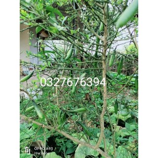 Cây chanh ngón tay . cây ghép trồng 1 năm cho trái