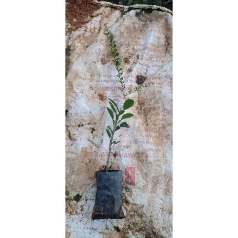 Cây chanh ngón tay . cây ghép trồng 1 năm cho trái