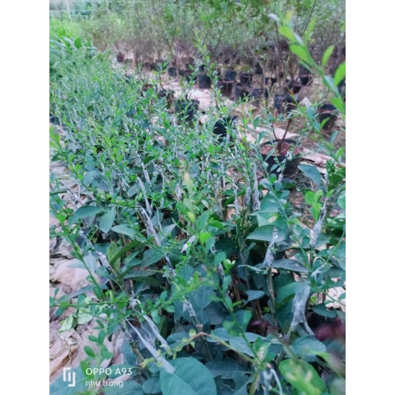 Cây chanh ngón tay . cây ghép trồng 1 năm cho trái