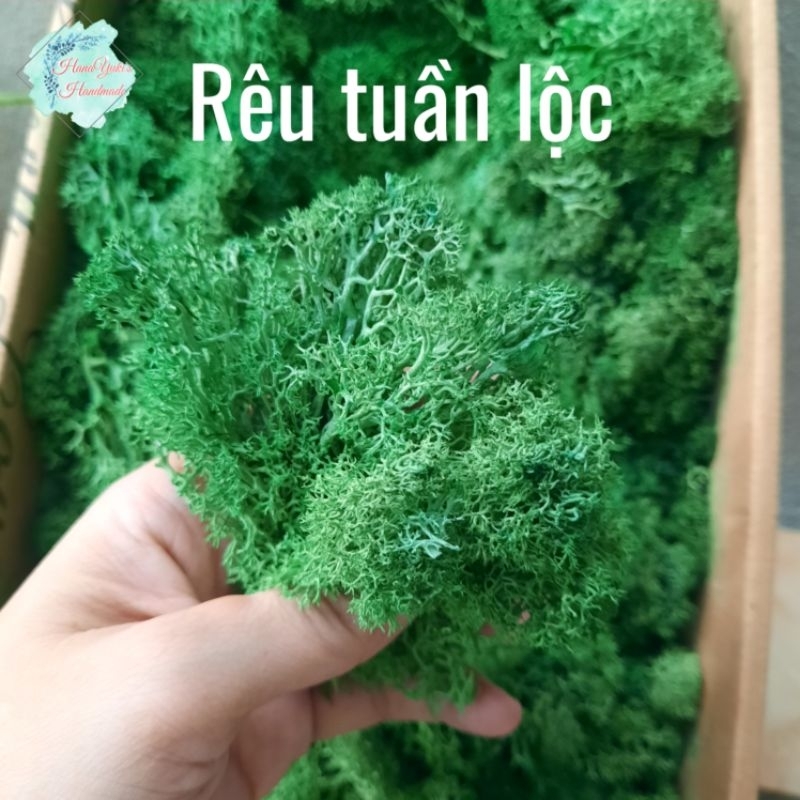 Rêu tuần lộc dùng làm thủ công.