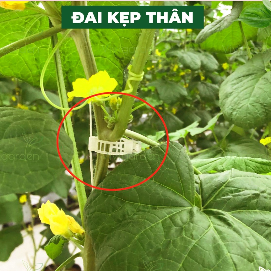 Đai kẹp vòng nhựa trắng dùng để níu, giữ thân cây, Kẹp cố định cây dây leo gắn tường tiện dụng