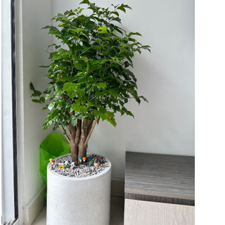 Cây Hạnh Phúc thân gỗ nội thất