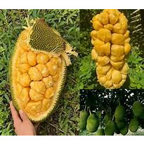  Cây Giống Mít Tố Nữ Vị Sầu Riêng Mít Ruột Đỏ Sơ Đỏ Ghép Cành Nhanh Cho Trái Năng Suất Cao 