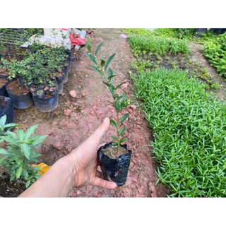 Cây giống đậu vàng, tắc núi